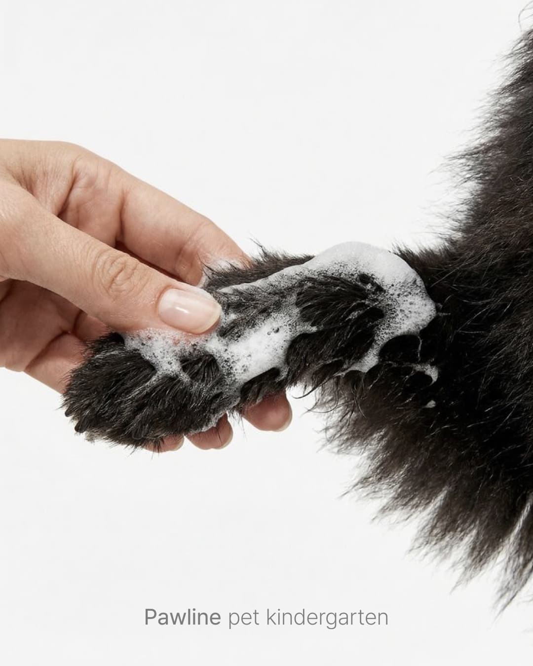 친구들과 뛰어노는 강아지