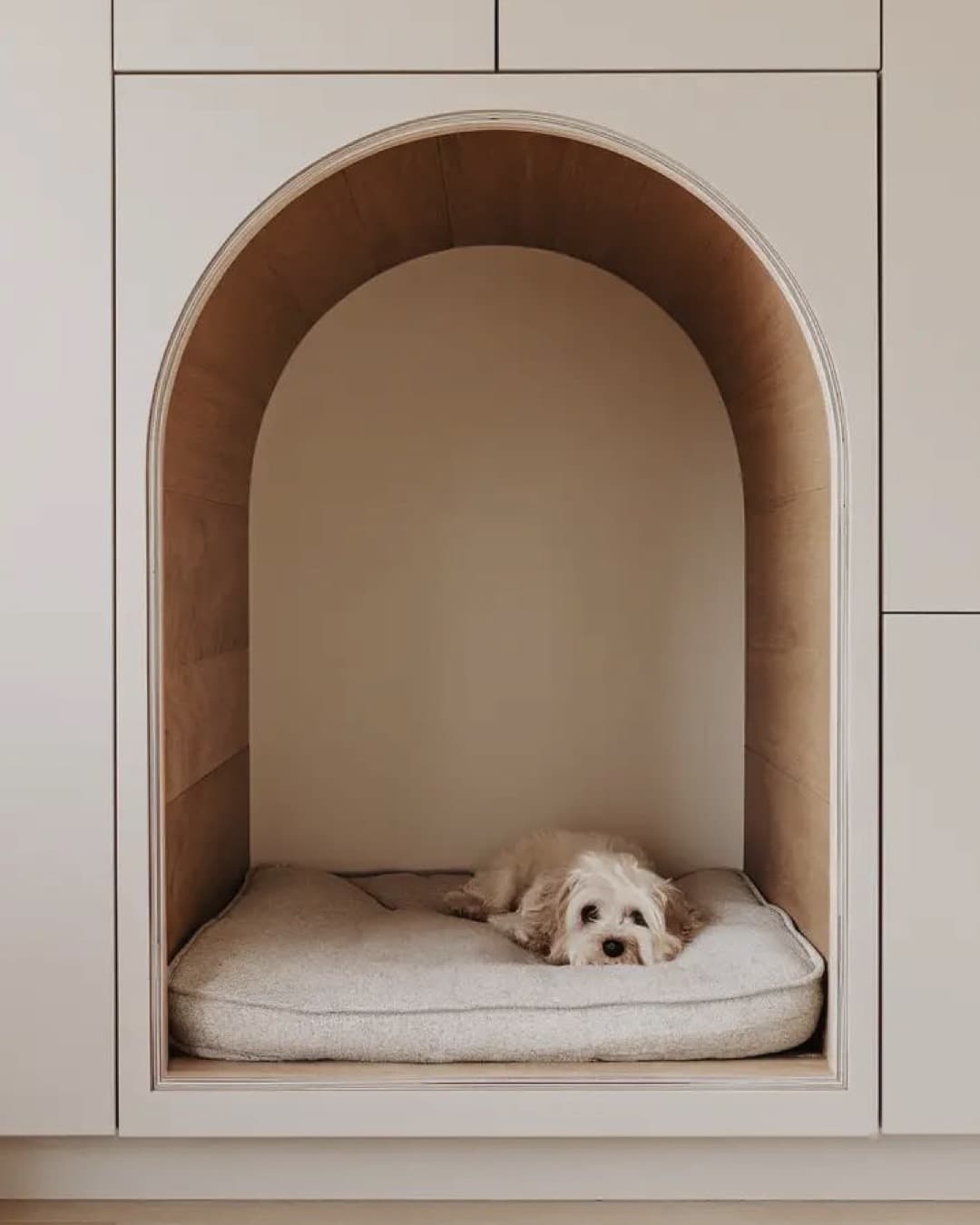 훈련 중인 강아지