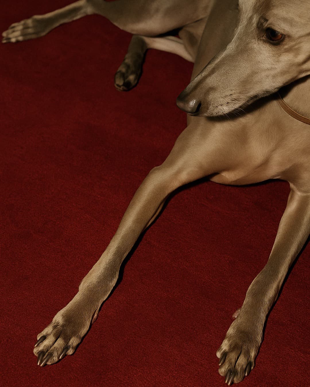 훈련사와 함께하는 강아지