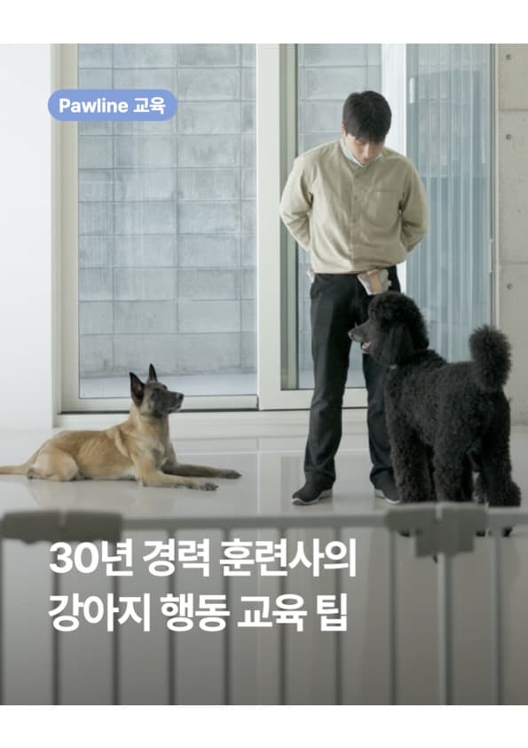 훈련 중인 강아지