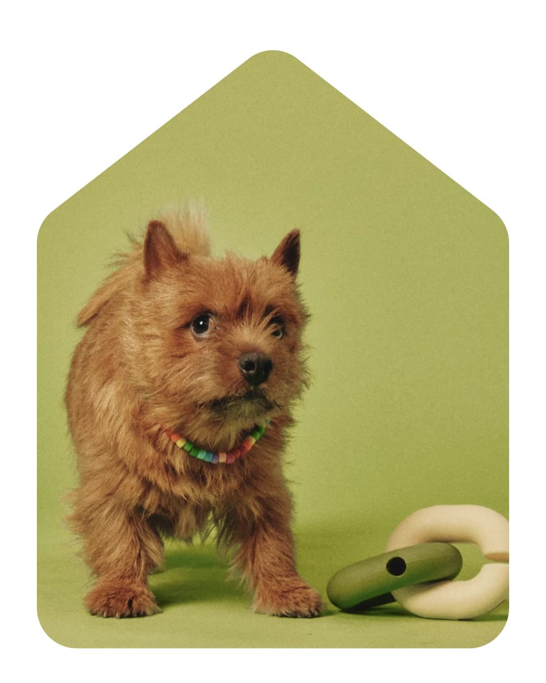 강아지 유치원에서 노는 강아지들