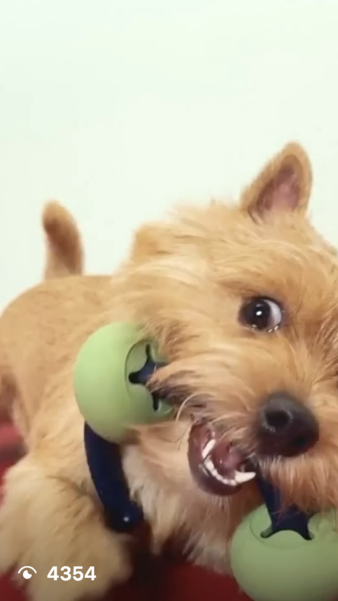 코코 (포메라니안, 1.5세)